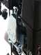 Blackstone TB 3250 F Tracked Power Barrow with Tilting Sides - 320Kg Capacity