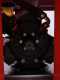 Tornado TOSCANA 400/51 - Tractor-mounted spray unit - 400 l - with tractor